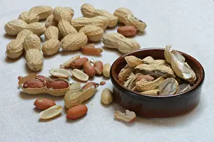 Studio Shot Peanuts Drucke: Peanuts in shell, partially opened, Germany