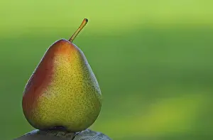 Fresh Pears Drucke: Pear