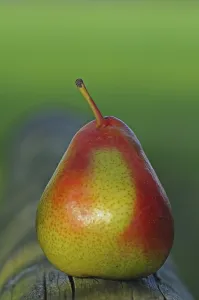 Fruity Food Still Life Drucke: Pear