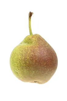 Studio Background Food Image Drucke: Pear