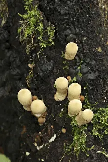 Apioperdon Pyriforme Drucke: Pear duster or pear bovist (Apioperdon pyriforme)
