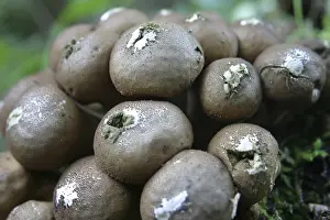 Edible Mushrooms Nature Drucke: Pear dusters