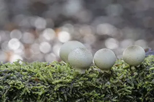 Emsland Nature Walk Drucke: Pear dusters (Apioperdon pyriforme)
