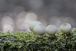 Apioperdon Pyriforme Edible Drucke: Pear dusters (Apioperdon pyriforme)