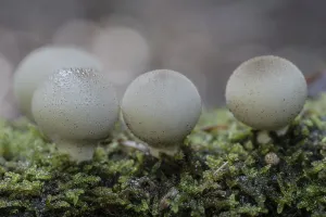 Lower Saxony Fungi Drucke: Pear dusters (Apioperdon pyriforme)