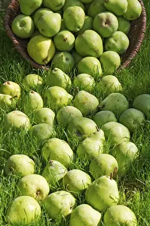 Empty Grass Field Photo Drucke: Pear harvest