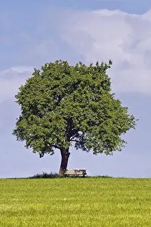 Deciduous Fruit Trees Europe Drucke: Pear (Pyrus sp.) tree and bench