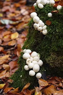 Bilder Datiert 19. Oktober 2024: Pear russula print fruiting bodies tree stump