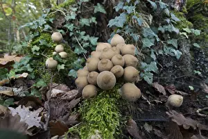 Deadwood Fungi Drucke: pear sapling (Apioperdon pyriforme) on deadwood