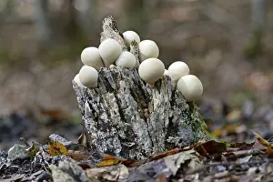 Apioperdon Pyriforme Drucke: Pear-shaped puffball (Apioperdon pyriforme)
