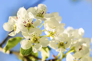 Meadow Orchard Scene Drucke: Pear tree blossom (Pyrus), detail