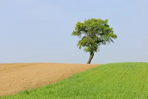 Solitary Pear Tree Drucke: Pear tree (Pyrus)