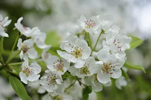 Deserted Bavaria Landscape Drucke: Pear tree (Pyrus), blossoms in spring