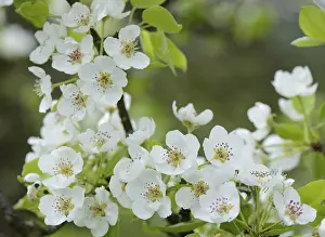 Pear Tree Blossoms Drucke: Pear tree (Pyrus), blossoms in spring