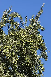 Fruit Growing In Europe Drucke: Pear tree (Pyrus) with mature Pears