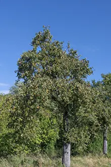 Pear Fruit Nutrition Facts Drucke: Pear tree (Pyrus) full of ripe fruit