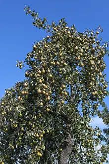 Fruit Cultivation Europe Drucke: Pear tree (Pyrus) full of ripe fruit