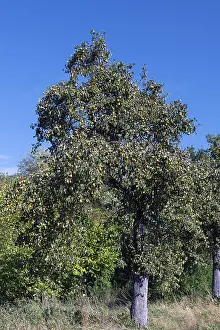 Pear Tree Cultivation Drucke: Pear tree (Pyrus) full of ripe fruit