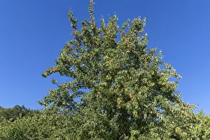 Fruit Tree Cultivation Drucke: Pear tree (Pyrus) with ripe Pears