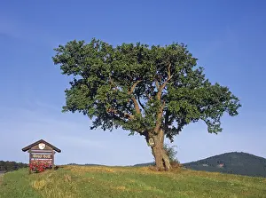 Lower Austria Nature Scenes Drucke: Pear tree and wayside shrine, Triestingtal