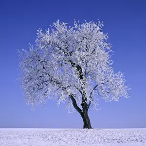 Winter Nature Photography Drucke: Pear tree in winter