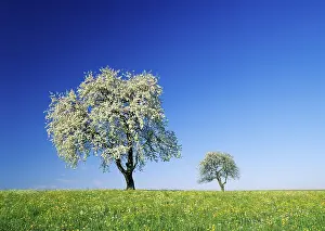 Blooming Pear Trees Drucke: Pear trees in bloom in spring