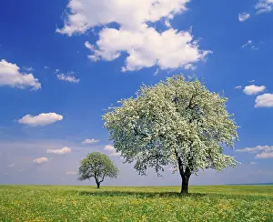 Open Air Photography Drucke: Pear trees in bloom in spring