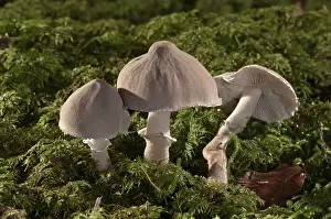 Higher Fungus Drucke: Pearly powdercap (Cystoderma carcharias)
