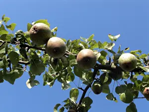 Fall Season Produce Drucke: Pears