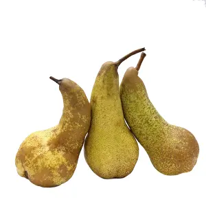Maloideae Family Fruit Drucke: Three pears on white background