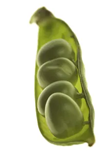 Close Up Macro Photography Drucke: Peas