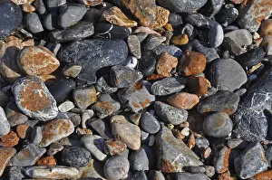 Uninhabited Shorelines Drucke: Pebbles on the beach