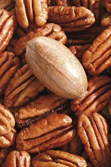 Studio Shot Of Nuts Drucke: Pecans, full format