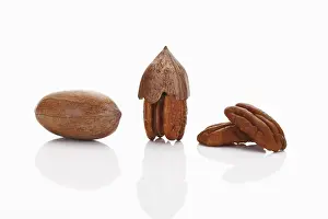 Pecan Nuts Drucke: Pecans and Pecan nuts