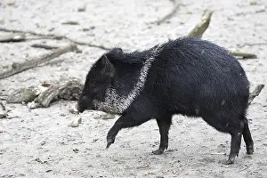 Drucke von Schweinpekarie im Lichtkegel eines Laufes Stinktier Drucke: Schweinigetier in einem Lichtungen im Lauf.