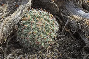 Open Air Nature Shots Drucke: Pediocactus Simpsonii