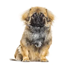 Pedigree Dog Looking At Camera Drucke: Pekingese looking at the camera portrait