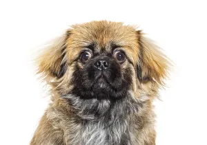 Pedigree Dog Head Shot Drucke: Pekingese looking at the camera portrait