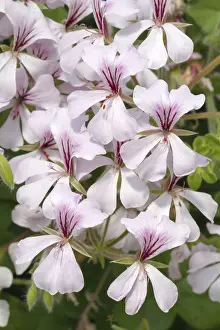 Pelargonium Flower Drucke: Pelargonium