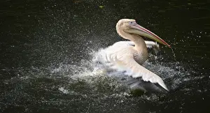 Elegant Bird Photography Drucke: A pelican elegantly flaps its wings