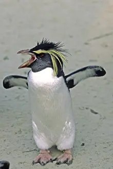 Drucke von Penguin Verwandte Bilder Drucke: Penguin