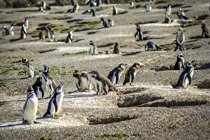 Wild Animal Behavior Photography Drucke: Penguins and their nests in the ground