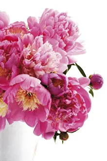 Rosaceae Family Drucke: Peonies
