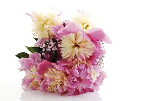 Peony Flower Drucke: Peonies