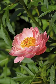Common Peony Inflorescence Drucke: Peonies