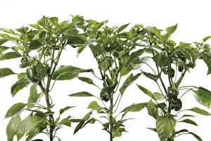 Cut Out Vegetable Images Drucke: Pepper plants (Capsicum)