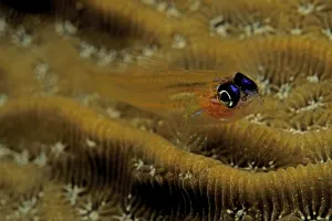 Drucke von Ein Peppermint-Goby (Coryphopterus lipernes) im Unterwasser von Curaçao, Karibik, Niederländische Antillen Verwandte Bilder Drucke: Peppermint Goby (Coryphopterus lipernes) in Curacao, Karibik, Niederländische Antillen
