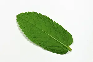 Studio Shot Of Fresh Herbs Drucke: Peppermint leaf