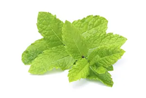 Fragrant Plant Drucke: Peppermint, peppermint