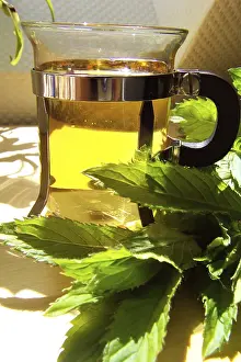 Lamiales Family Plants Drucke: Peppermint tea
